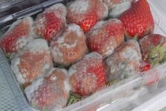 『アラフォー息子の成長日記』自宅公開で発覚…カビ食材・虫混入、想像超えた衛生状態にスタジオ凍る